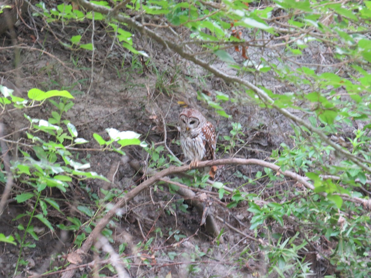 Barred Owl - ML637588385
