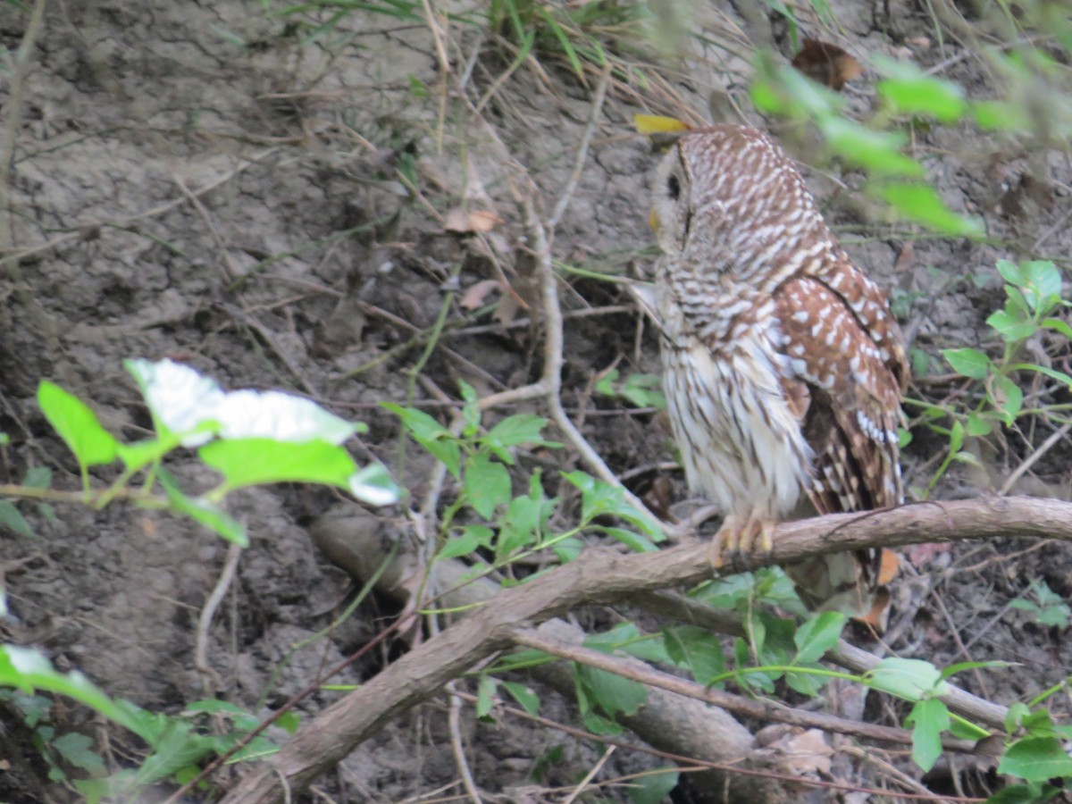 Barred Owl - ML637588386