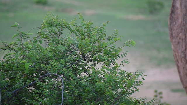 Common Iora - ML637588465