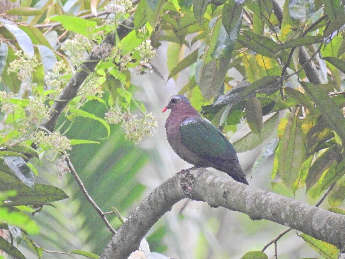 Asian Emerald Dove - ML637588467