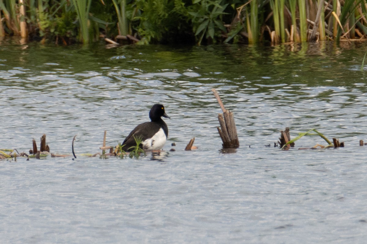 Tufted Duck - ML637588482