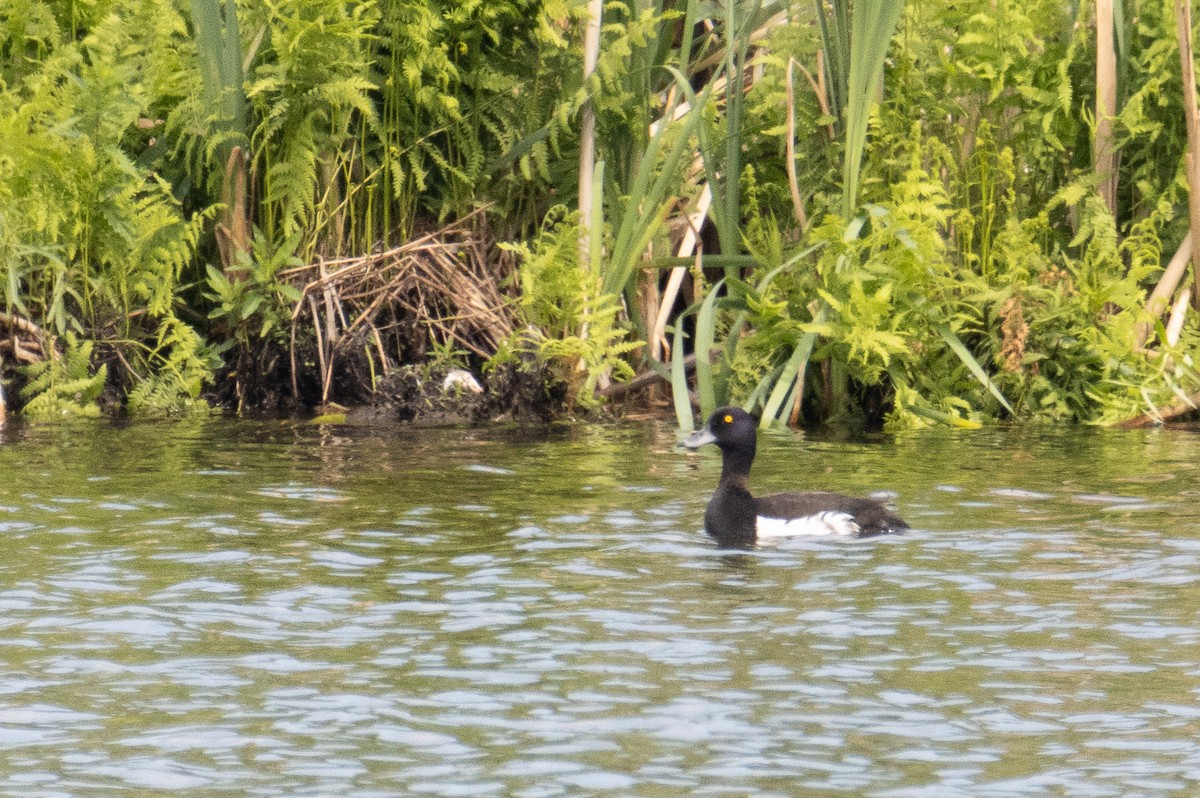 Tufted Duck - ML637588483
