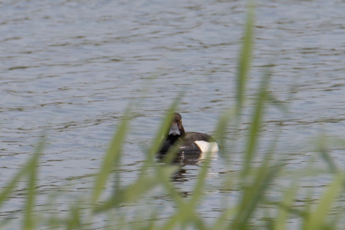 Tufted Duck - ML637588484