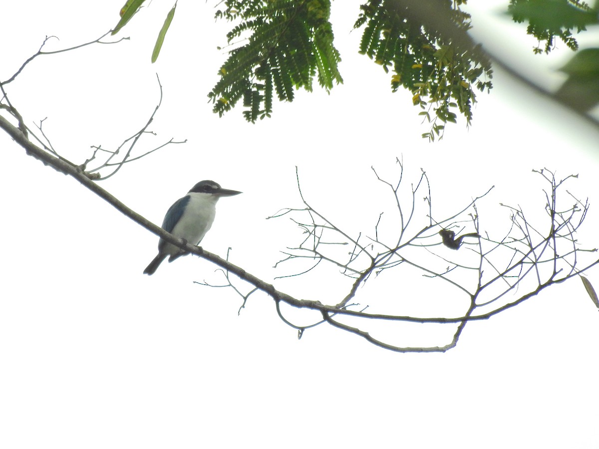 Collared Kingfisher - ML637588485