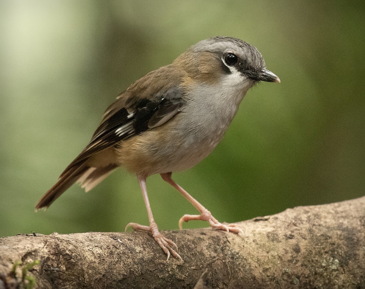 Gray-headed Robin - ML637588489