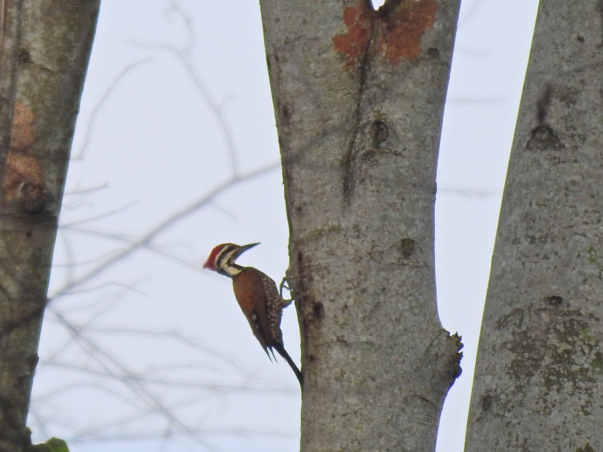 Common Flameback - ML637588490