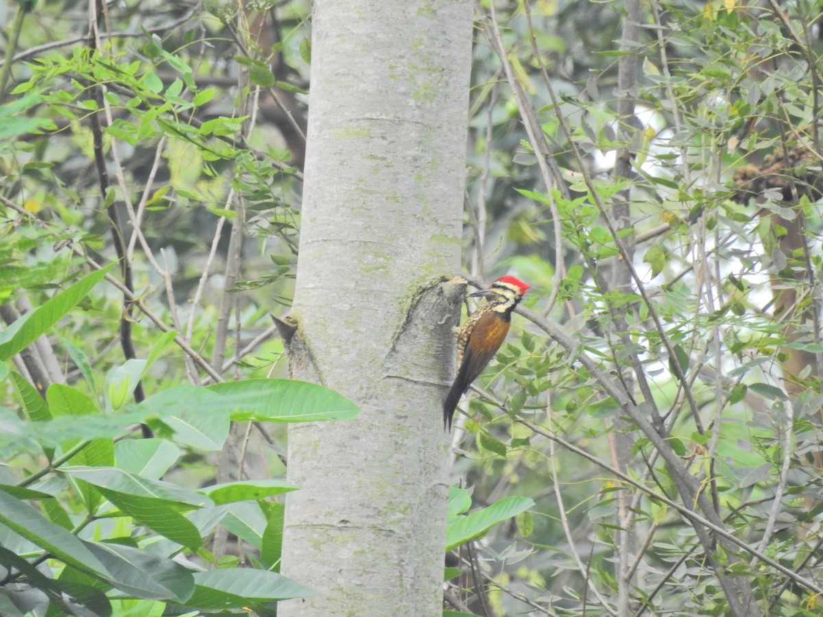 Common Flameback - ML637588491