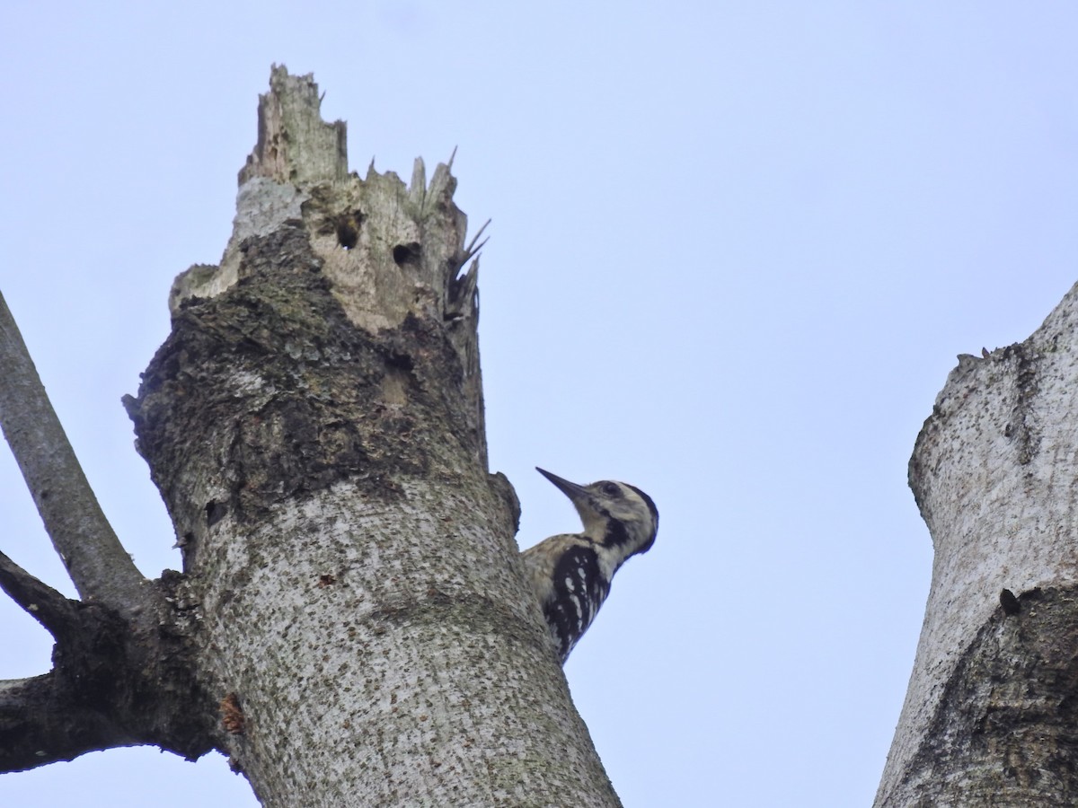 Freckle-breasted Woodpecker - ML637588500