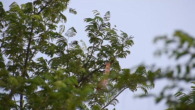 Common Iora - ML637588502