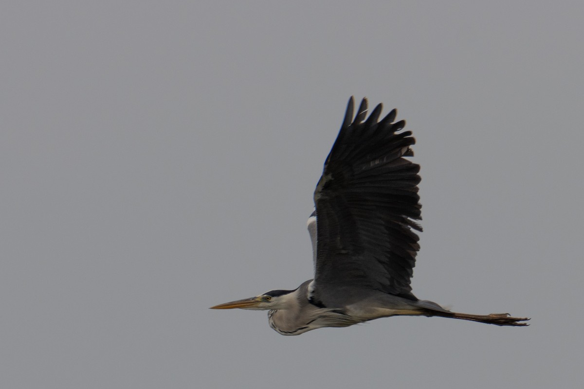 Gray Heron - ML637588503