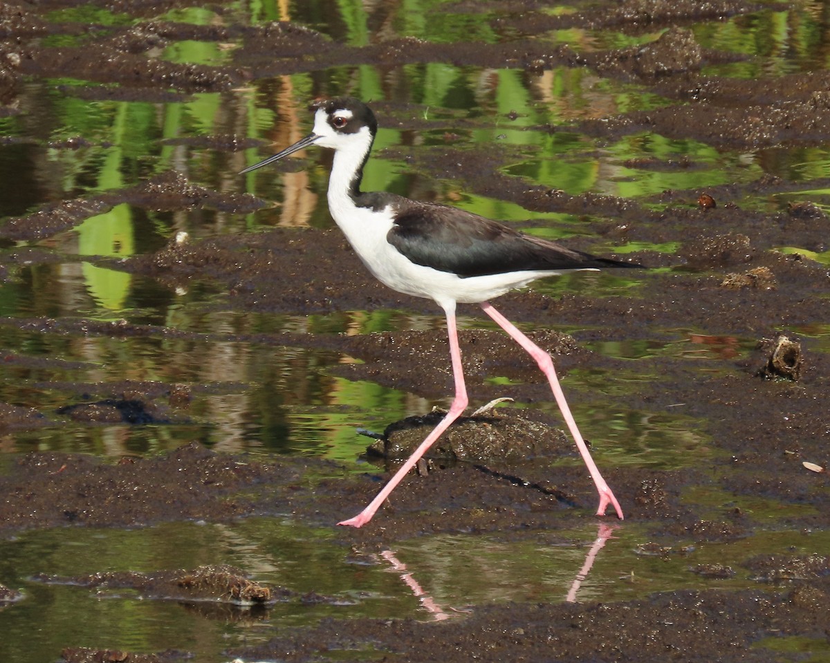 Black-necked Stilt - ML637588505