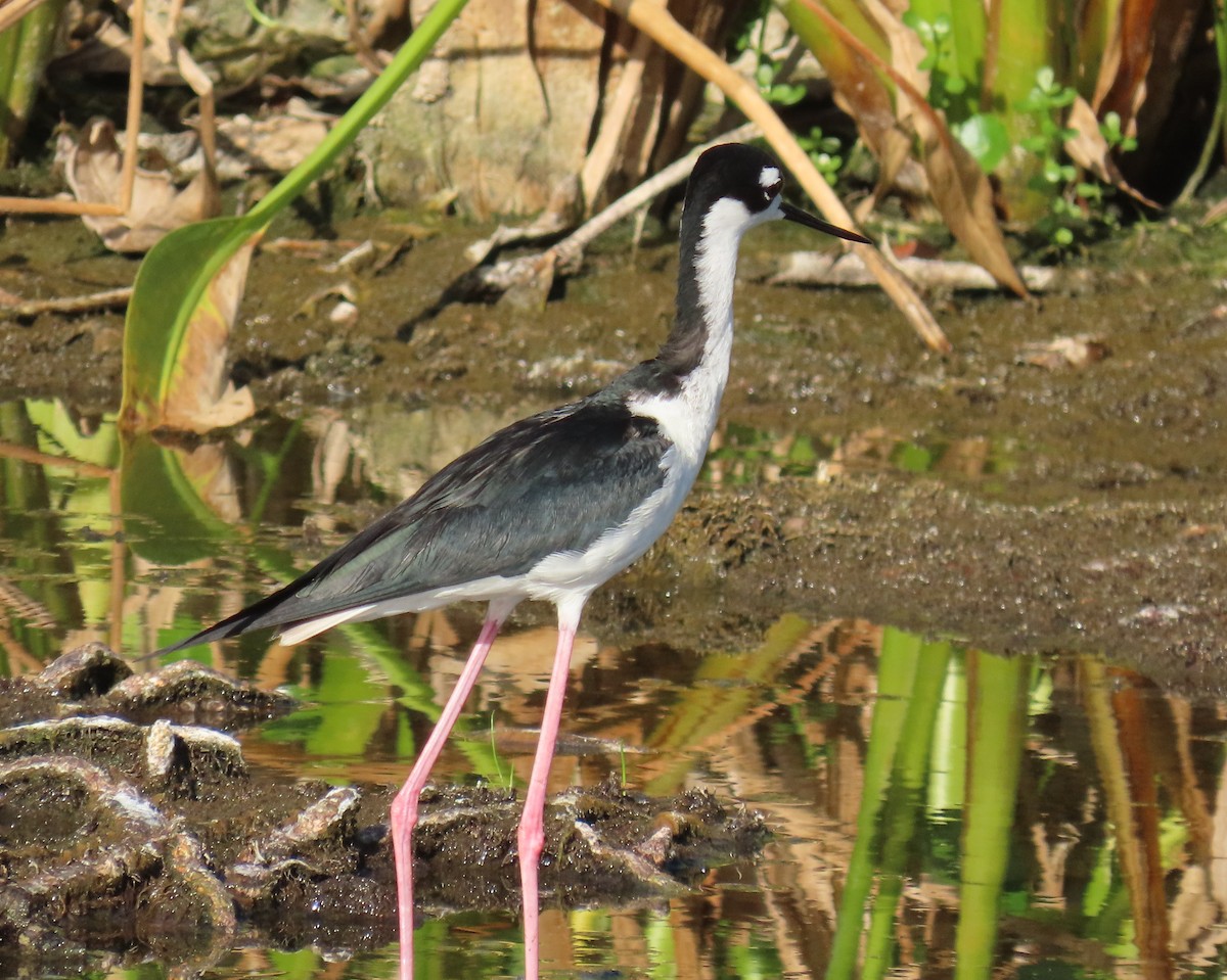 Black-necked Stilt - ML637588508