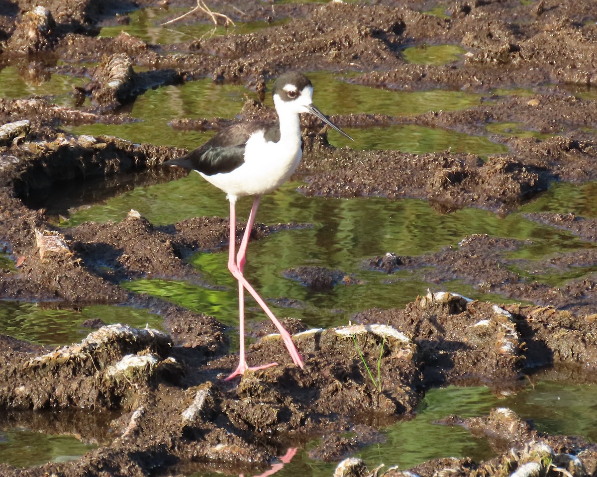 Black-necked Stilt - ML637588509