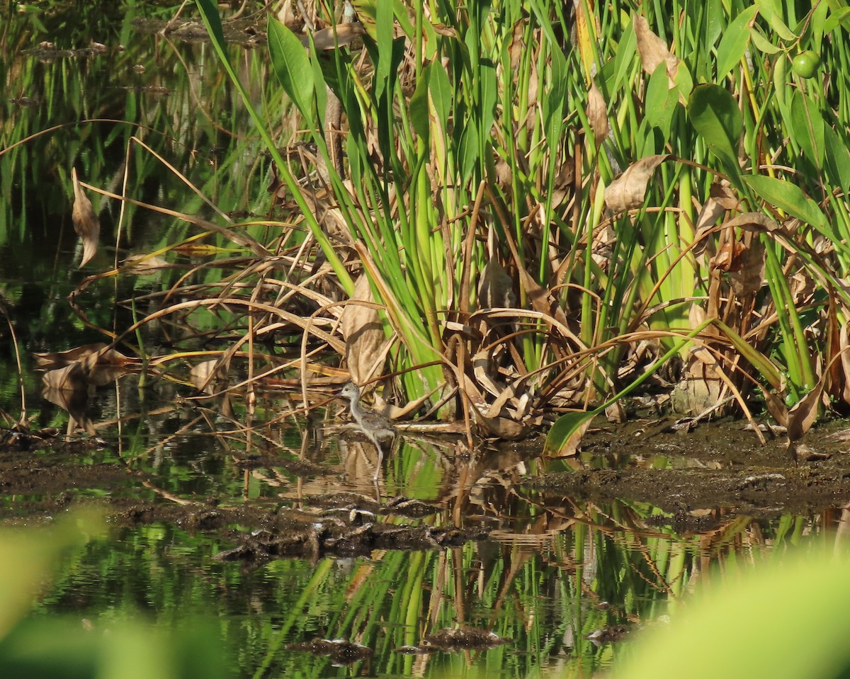 Black-necked Stilt - ML637588510