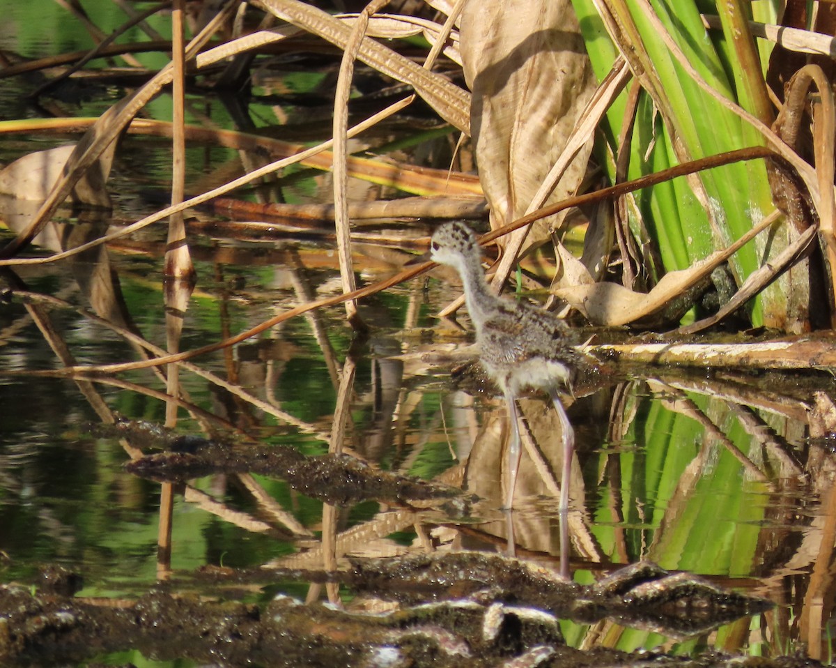 Black-necked Stilt - ML637588511