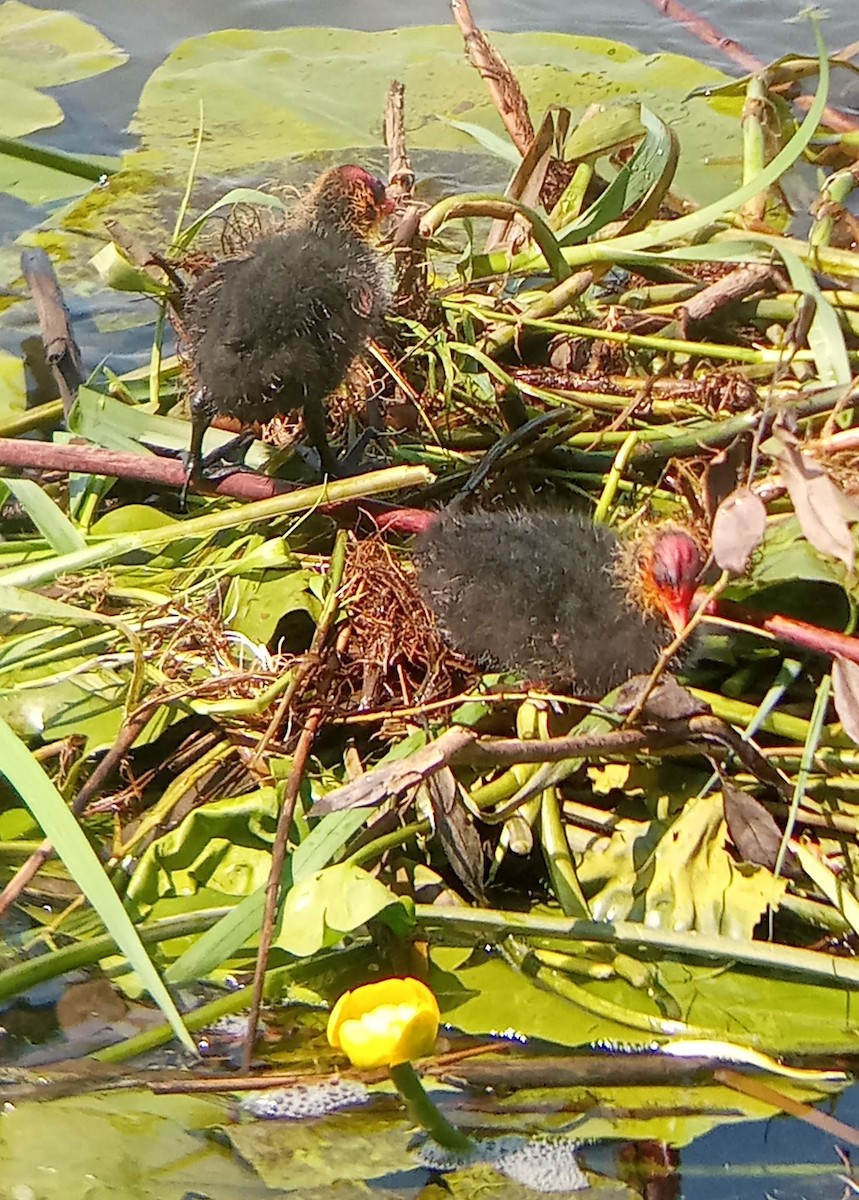 Eurasian Coot - ML637588512