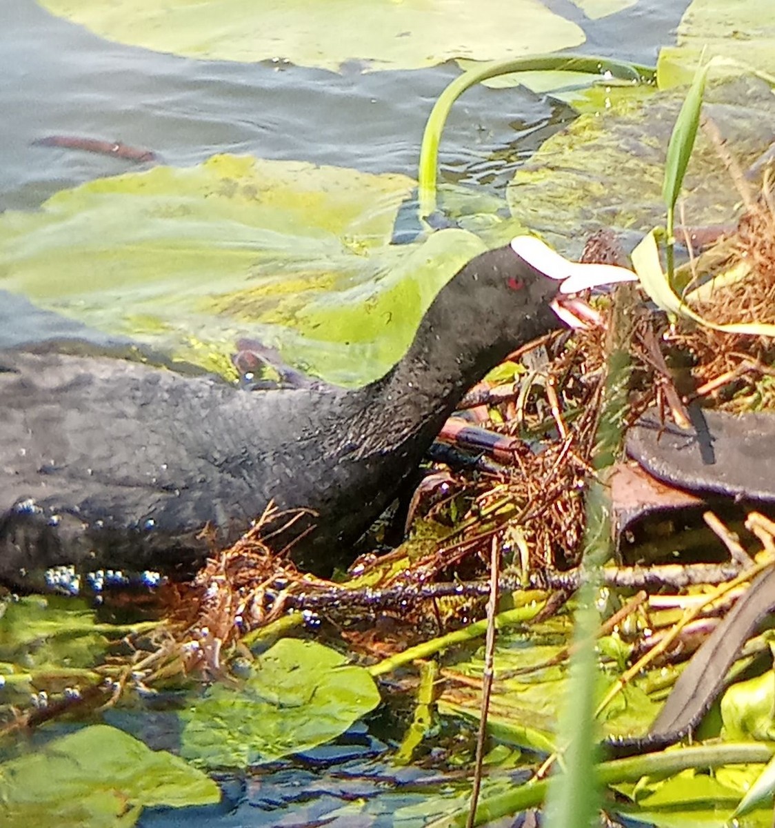 Eurasian Coot - ML637588513