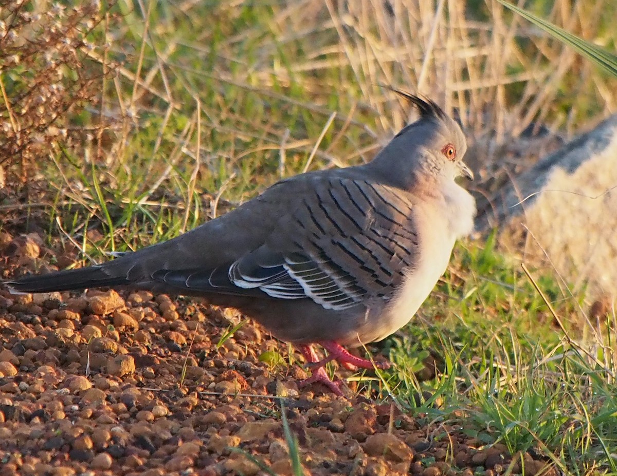 Crested Pigeon - ML637588514