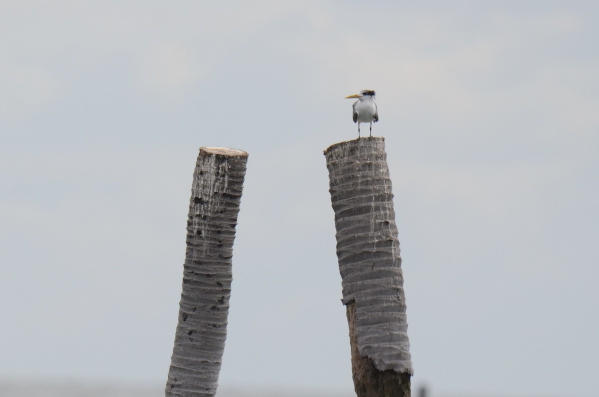 Great Crested Tern - ML637588515