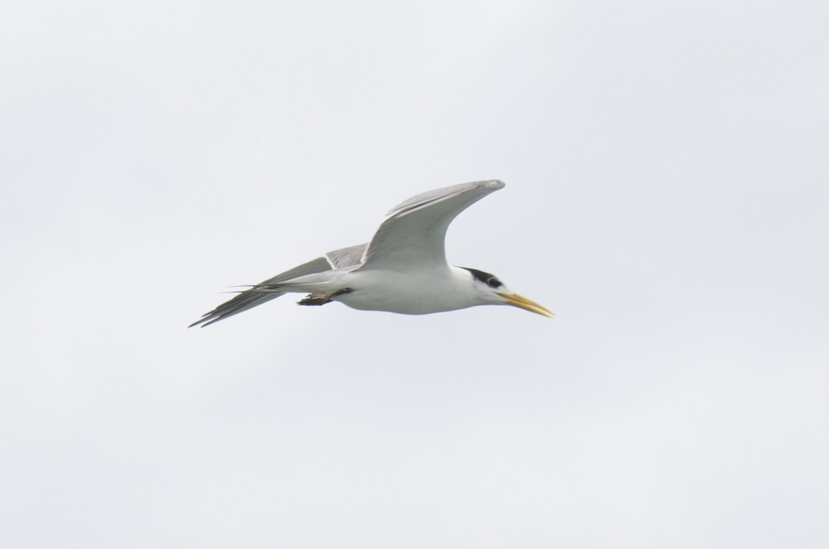 Great Crested Tern - ML637588516