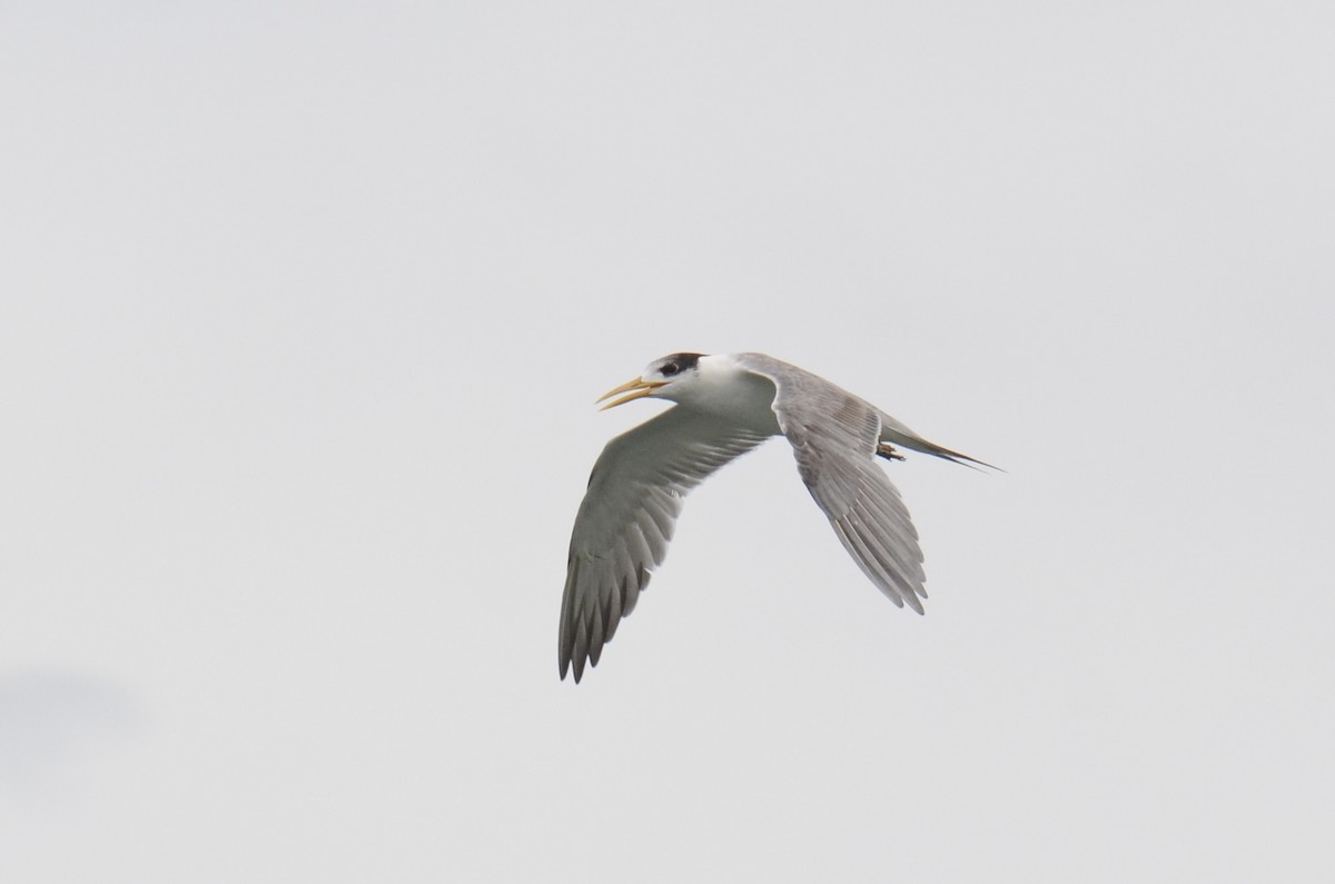 Great Crested Tern - ML637588517
