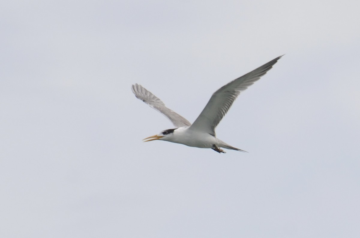 Great Crested Tern - ML637588519
