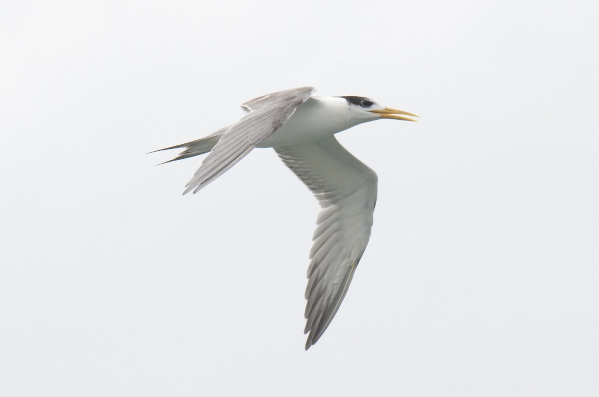 Great Crested Tern - ML637588520