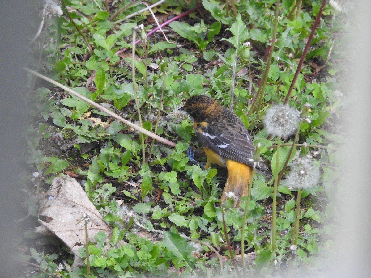Baltimore Oriole - ML637588521
