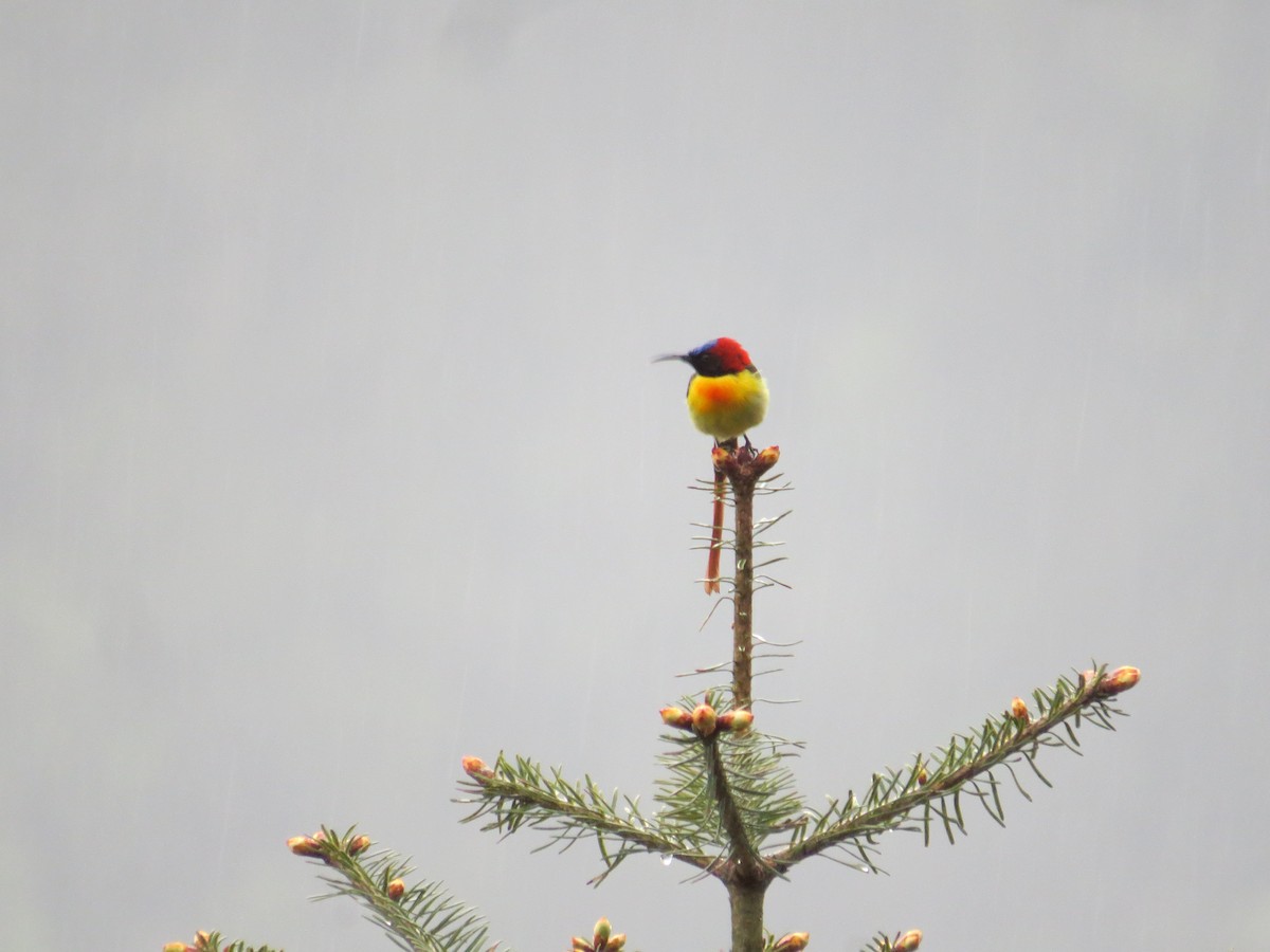 Fire-tailed Sunbird - ML637588522