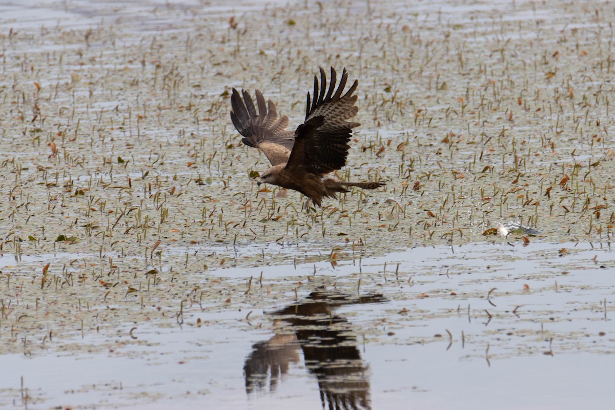 Black Kite - ML637588523