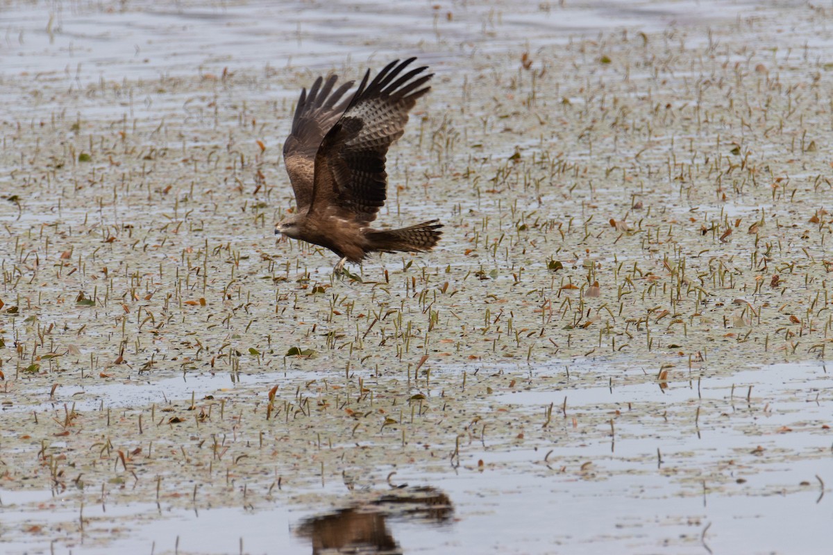 Black Kite - ML637588524