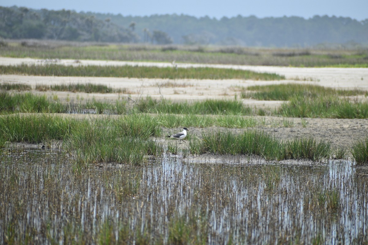 Laughing Gull - ML637588527