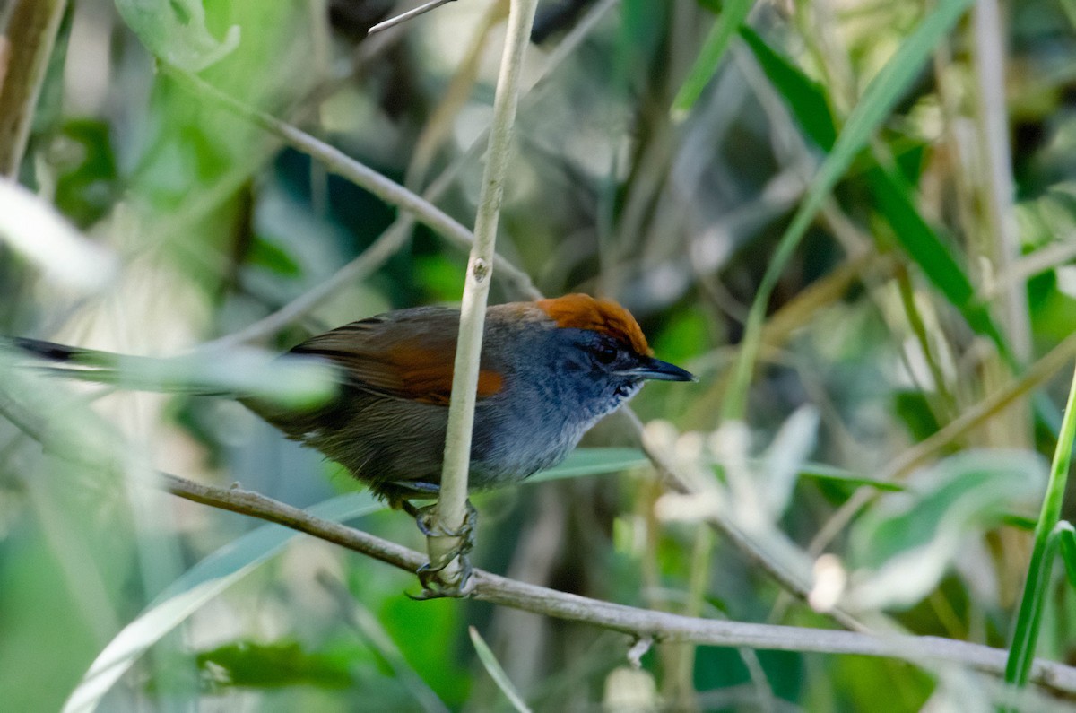 Spix's Spinetail - ML637588530