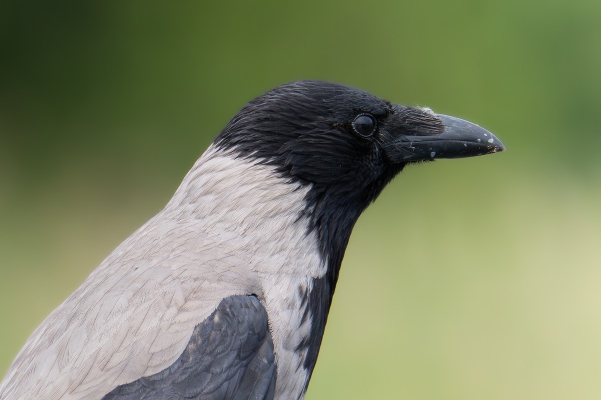 Hooded Crow - ML637588532