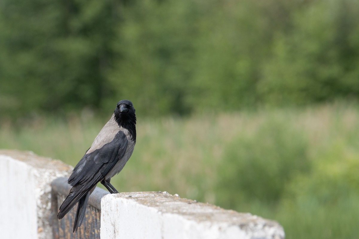 Hooded Crow - ML637588533