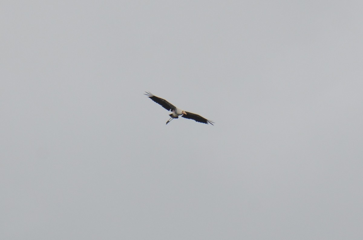 Painted Stork - ML637588535