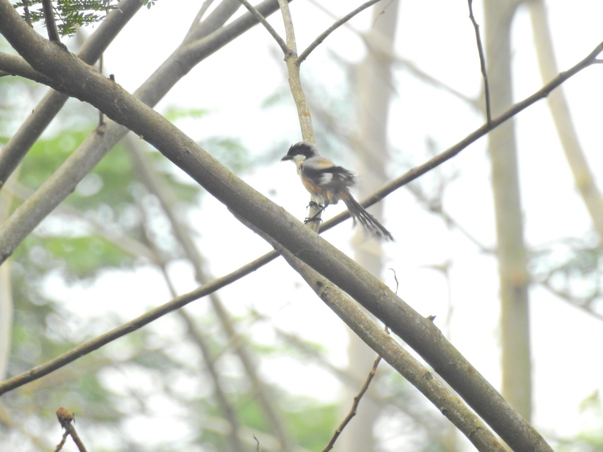 Long-tailed Shrike (bentet) - ML637588537
