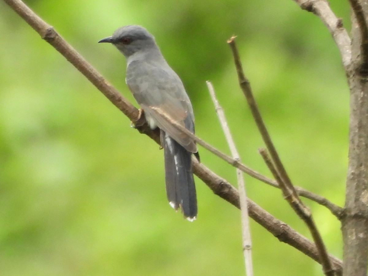 Gray-bellied Cuckoo - ML637588546