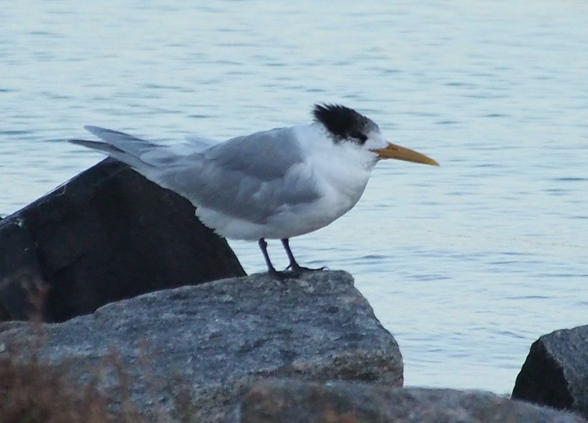 Great Crested Tern - ML637588548