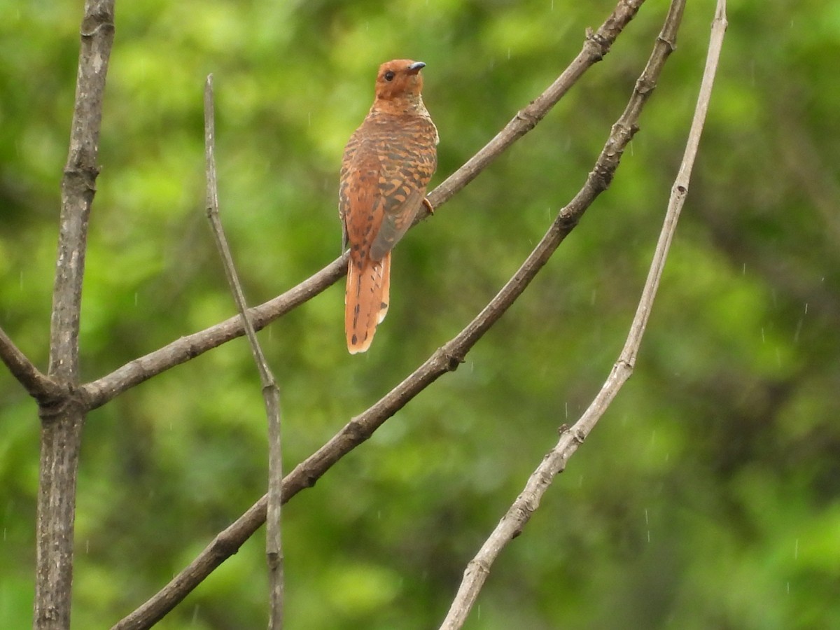 Gray-bellied Cuckoo - ML637588549