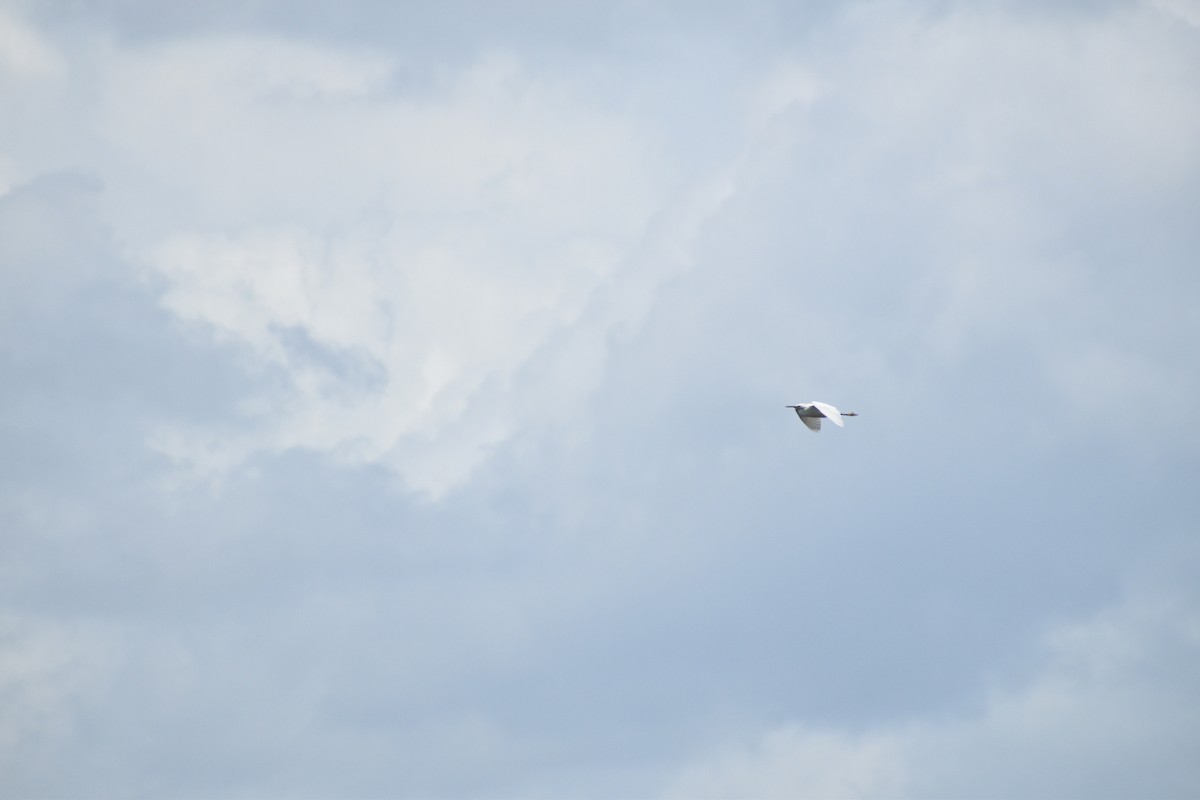 Snowy Egret - ML637588552