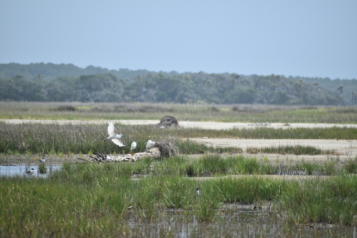 Snowy Egret - ML637588553
