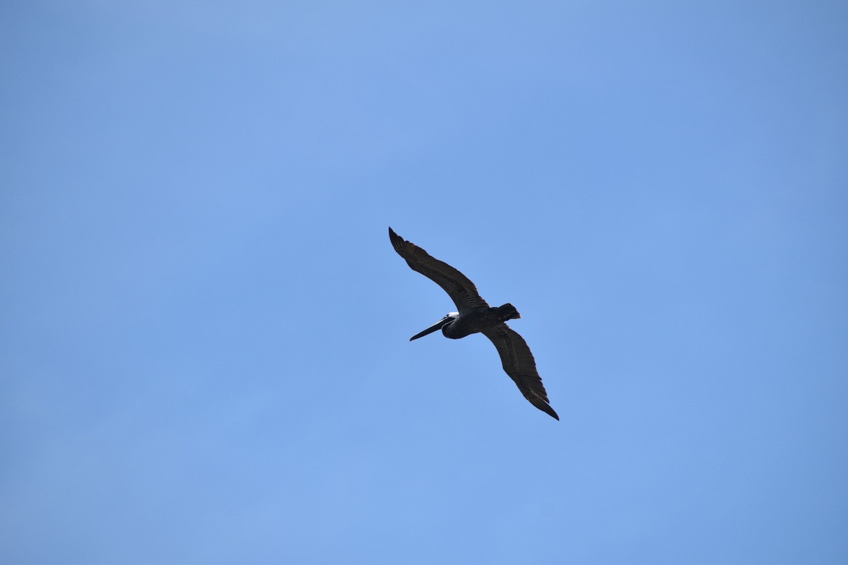 Brown Pelican - ML637588567