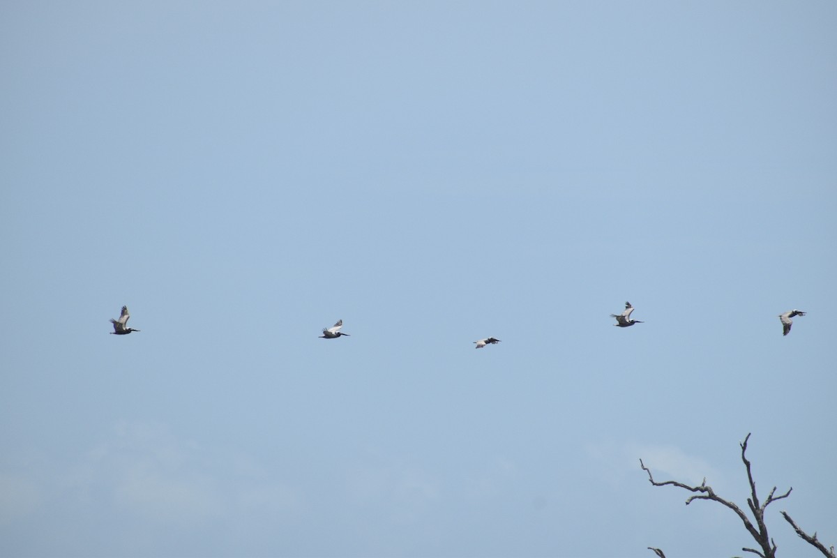 Brown Pelican - ML637588568