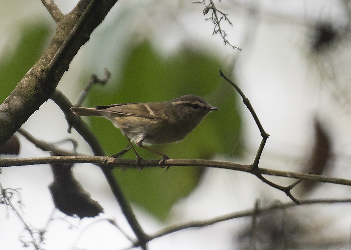 Hume's Warbler - ML637588594
