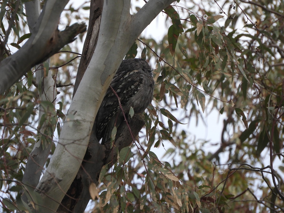 Tawny Frogmouth - ML637588604