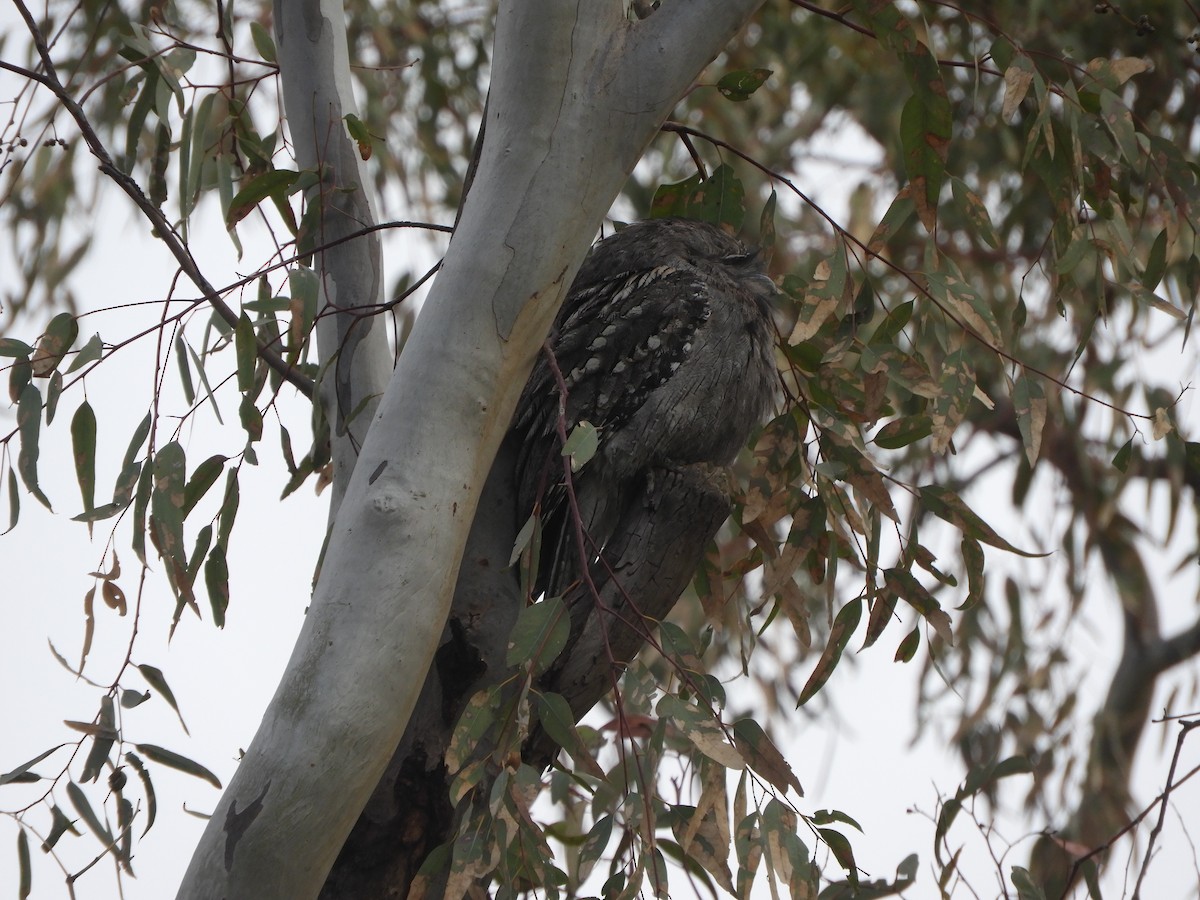 Tawny Frogmouth - ML637588605
