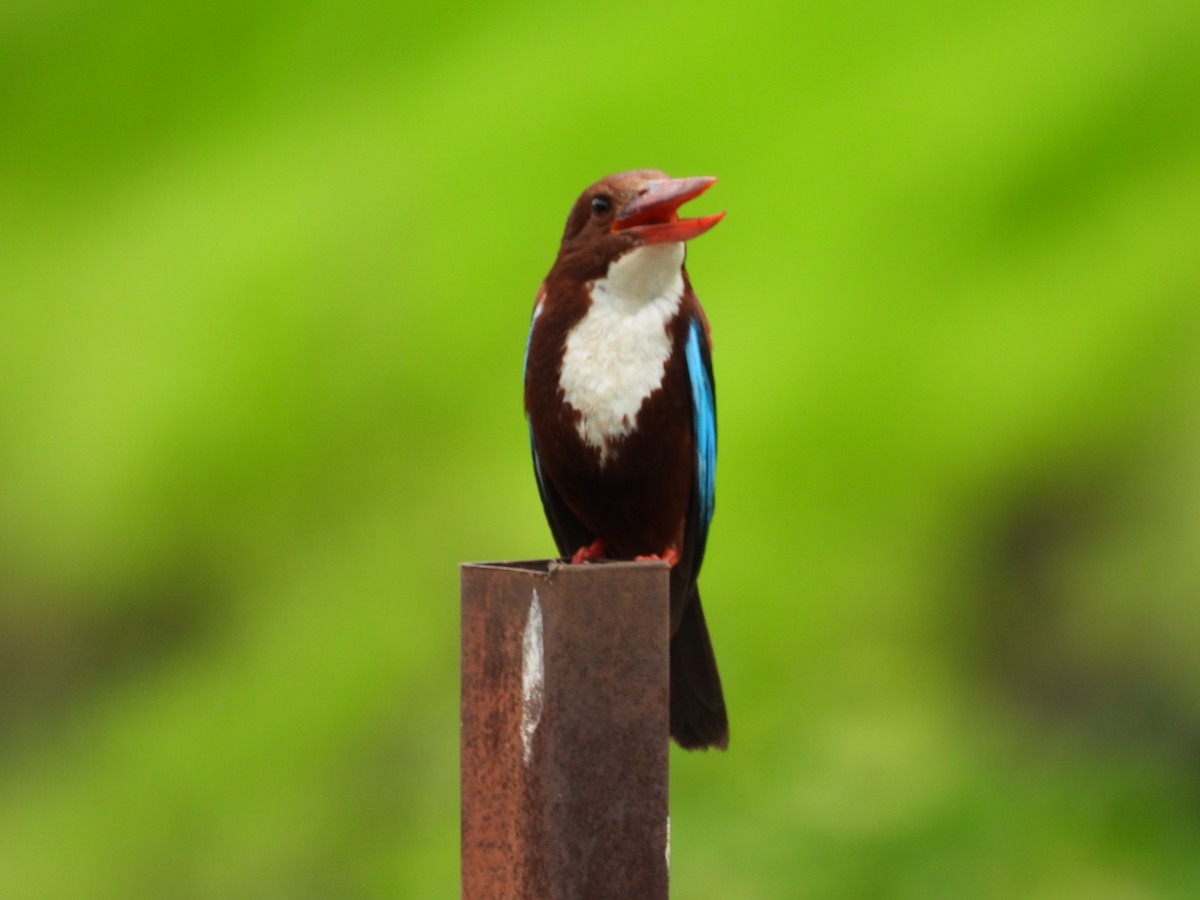 White-throated Kingfisher - ML637588607