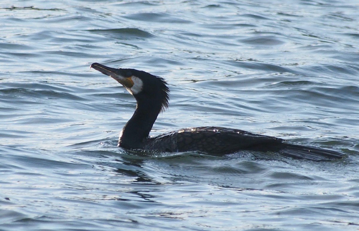 Great Cormorant (Australasian) - ML637588609
