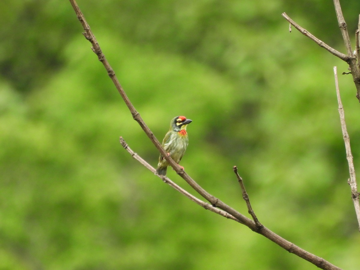 Coppersmith Barbet - ML637588613